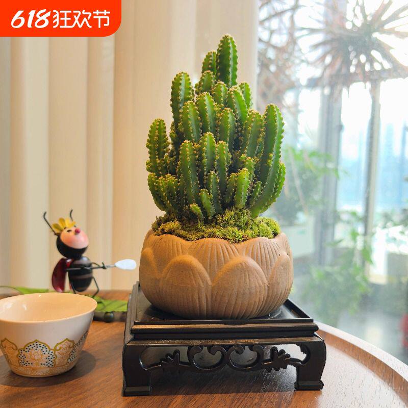万重山盆景室内盆栽绿植花卉仙人掌四季好养多肉类植物仙人球