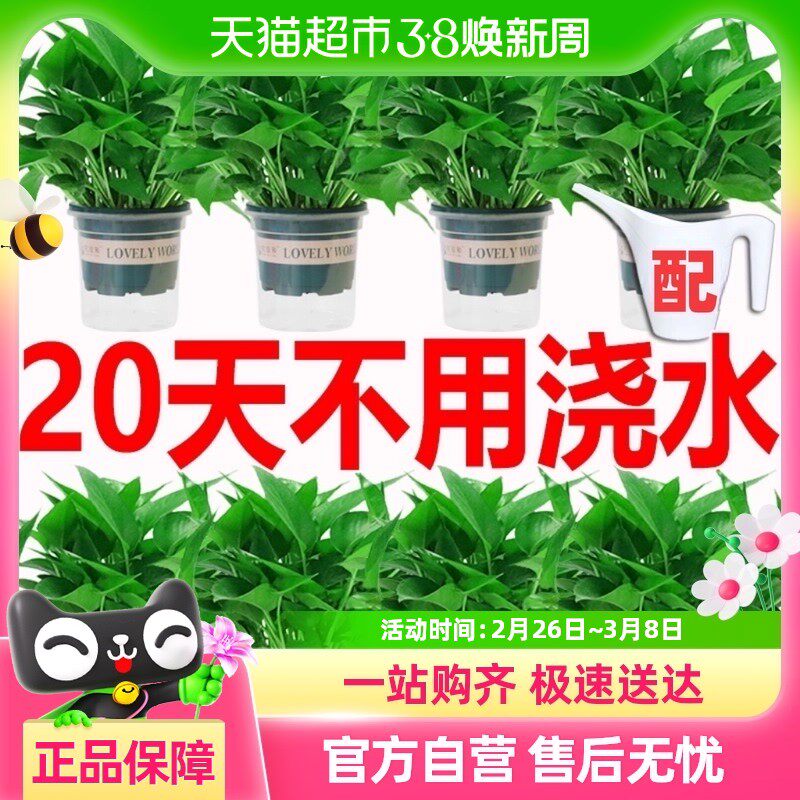 绿萝盆栽室内植物吸甲醛绿箩长藤大叶新房家用除甲醛绿植水培绿罗