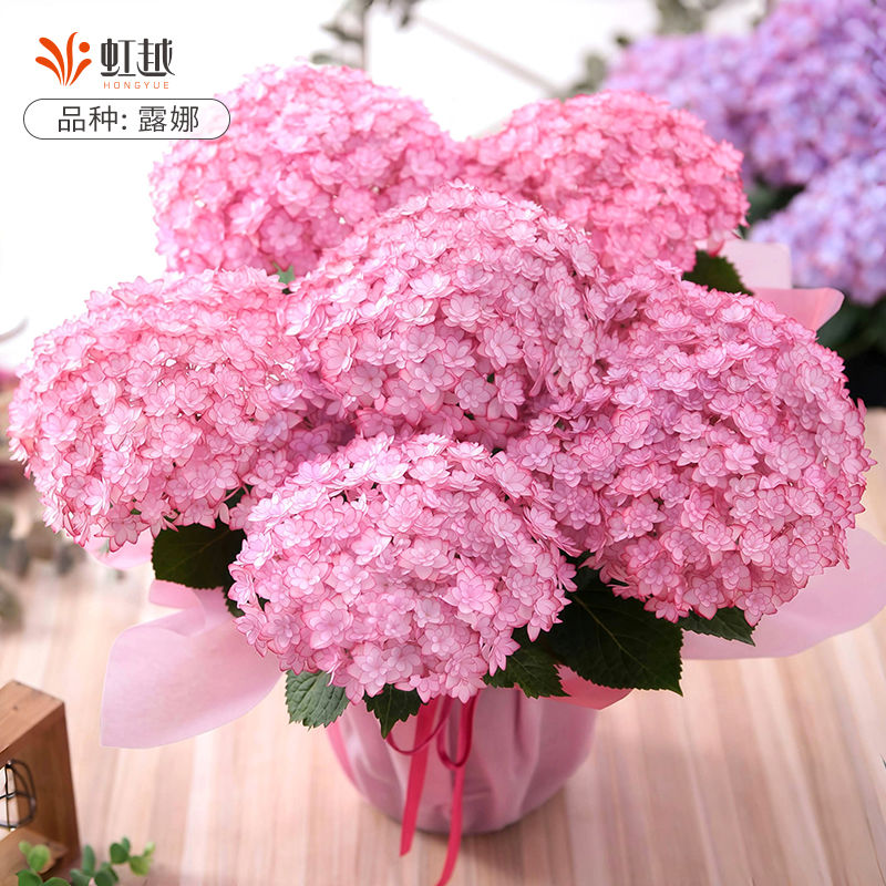 虹越正版日本加茂绣球花苗新露娜响声龙宫手鞠阳台盆栽花园