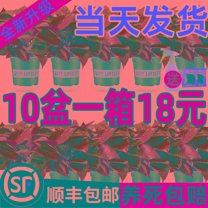 绿萝盆栽室内吸除甲醛水培富贵竹新房绿罗植物垂吊兰大叶长藤