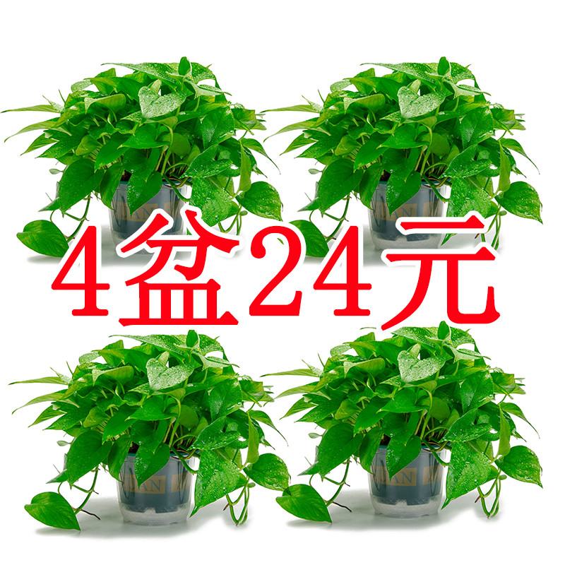 绿萝盆栽室内水培客厅绿植吸除甲醛净化空气爬藤植物大叶长藤