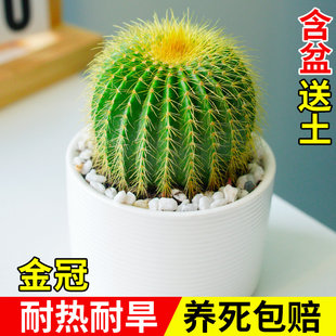 金冠仙人球多肉植物组合室内办公室幼儿园小盆栽好养活带陶瓷