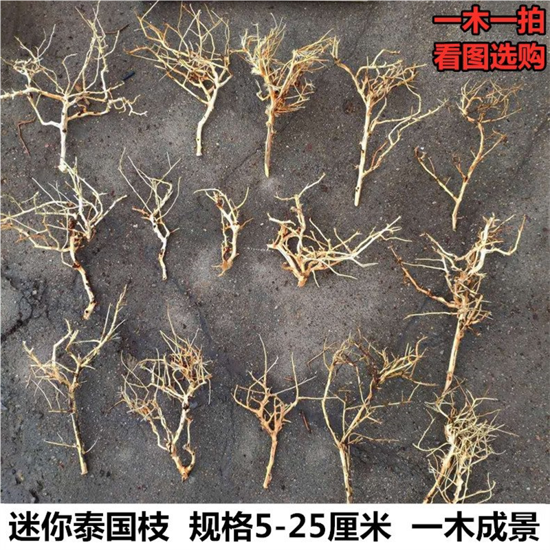 迷你泰国枝沉木小号多枝丫小密枝微景观迎客松巴西树莫斯树拼