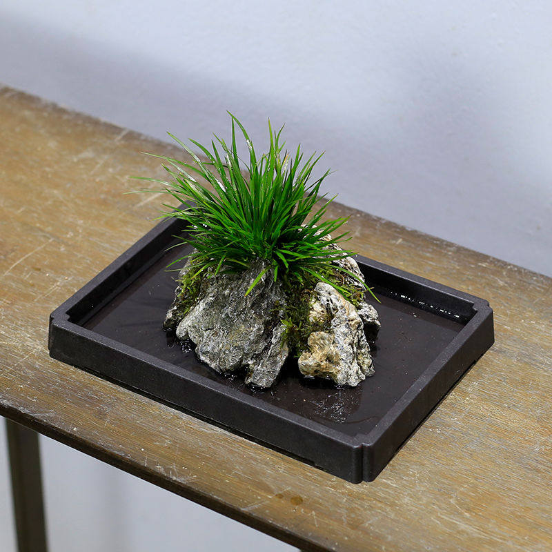 附石胧月山石金钱菖蒲吸水石室内桌面盆栽绿植苔藓微景观水培