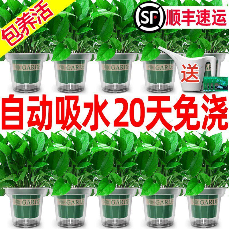 绿萝盆栽植物爬藤绿箩新房吸甲醛办公室内净化空气长藤款水培绿植