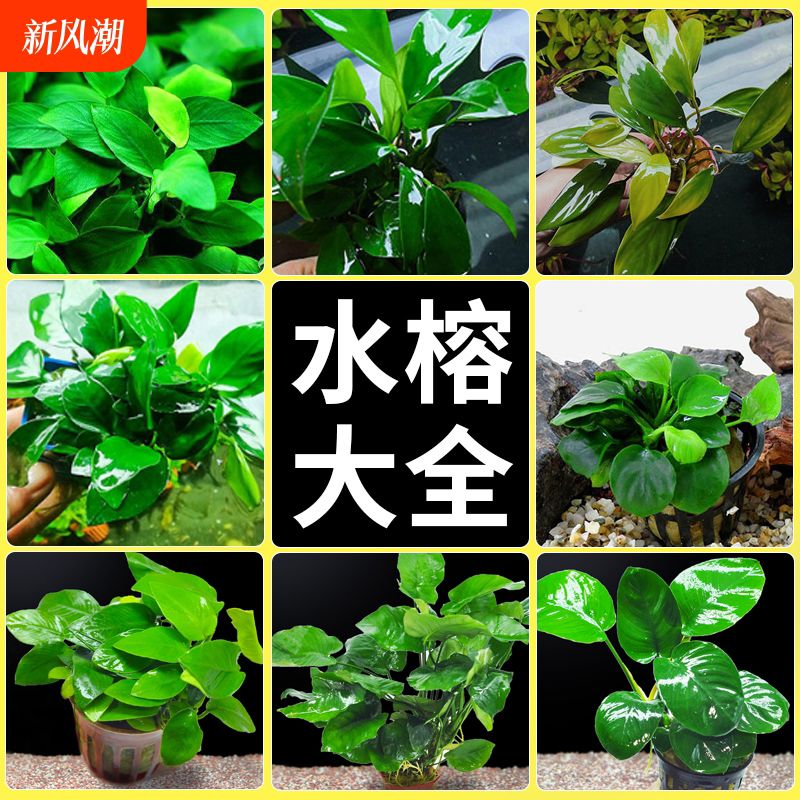 水榕水草沉木植物真草造景阴性养鱼淡水鱼缸绿植懒人新手细叶