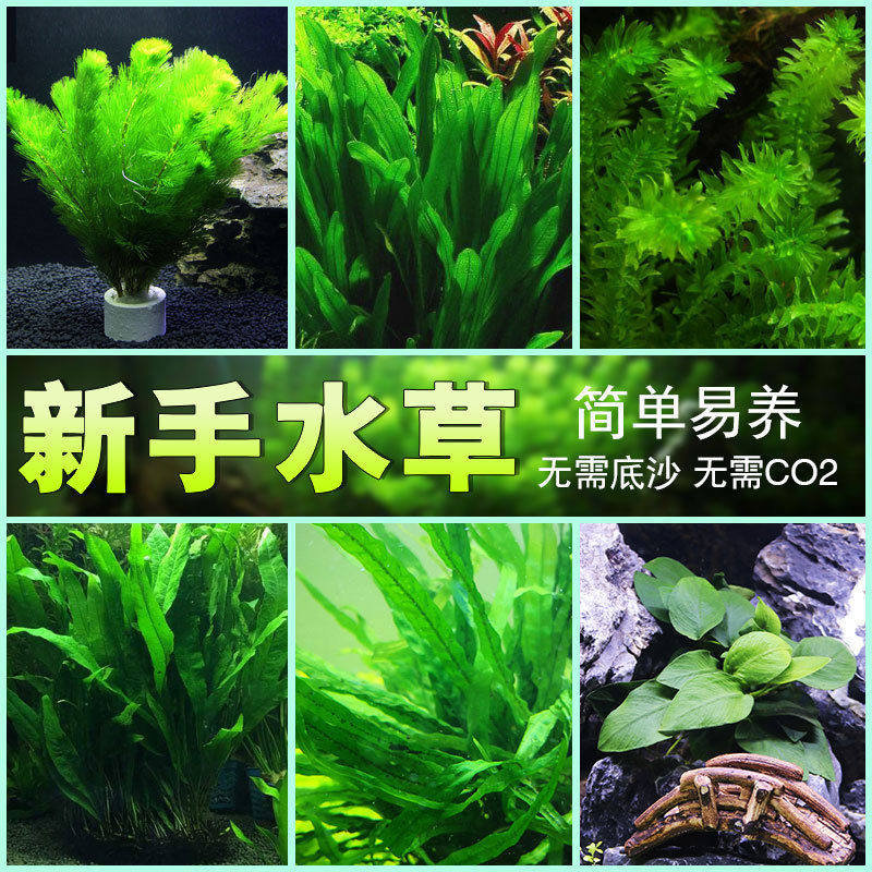 水草鱼缸造景莫斯沉木水榕一叶莲浮萍活体土淡水真植物懒人