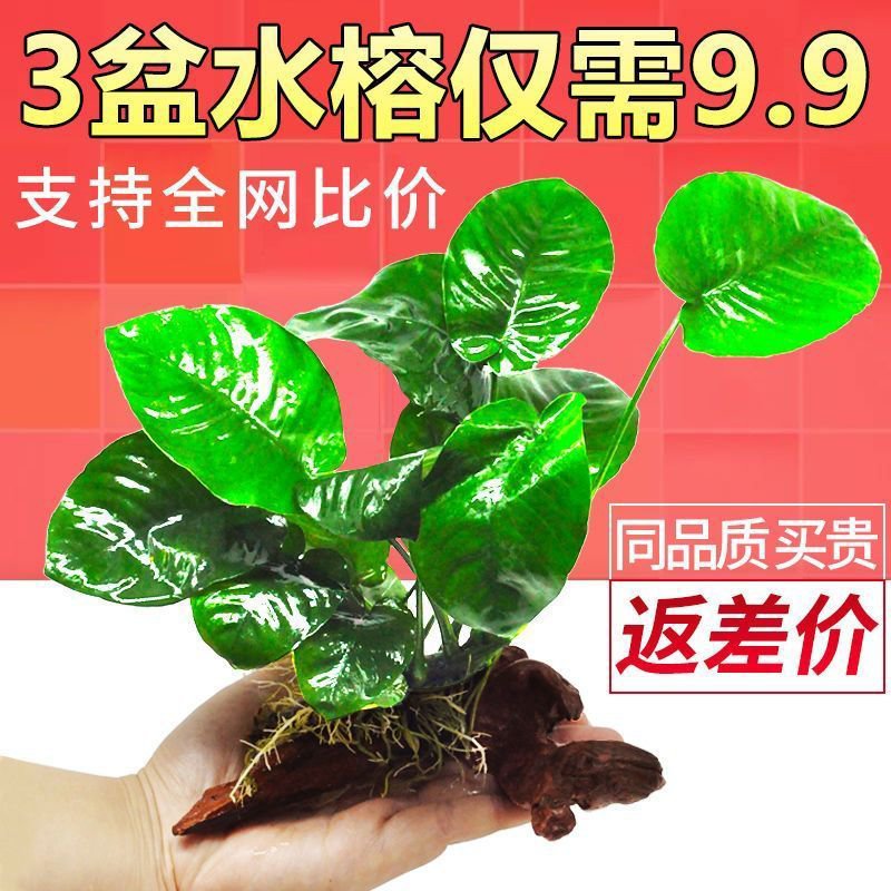 阴性水草植物真草增氧懒人好养水榕沉木易养水榕皇冠水草鱼缸