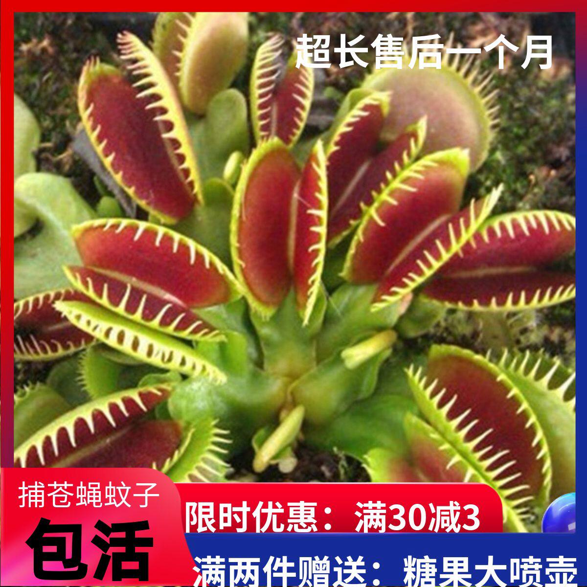捕蝇草猪笼草食虫草食人花驱蚊草捕蚊草食蚊草超大捕虫草趣味