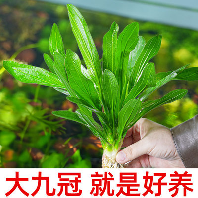 大叶绿九冠皇冠草鱼缸造景水草植物真阴性后景带底座好养活新手