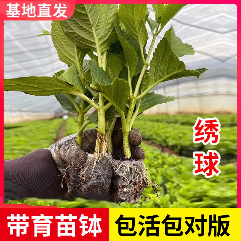 尽夏绣球花苗四季开花阳台盆栽圆锥万华镜大花庭院易活植物