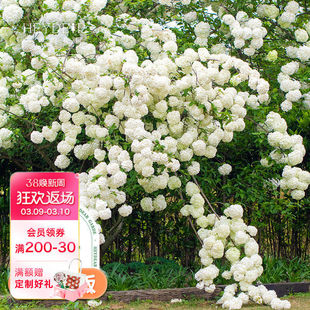 海蒂的花园中华木绣球斗球灌木花卉庭院大型造景木本植物盆栽