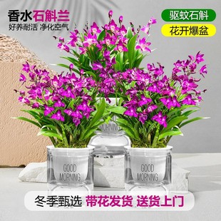 七彩香水石斛兰花苗盆栽 带多花苞出售送盆水培绿植 室内外好养
