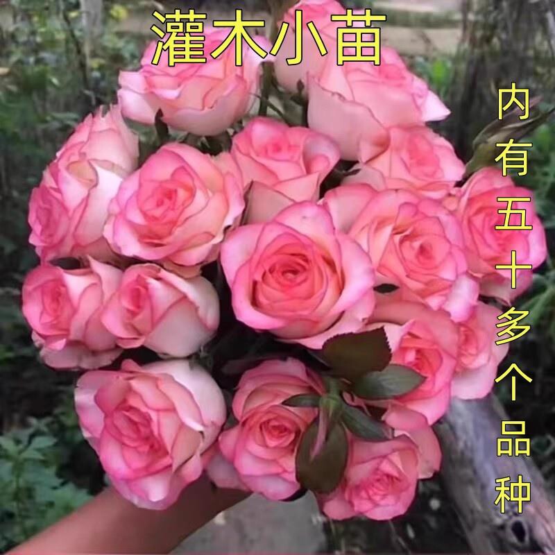 果汁阳台月季花苗开花玫瑰小苗四季盆栽花卉爬藤植物藤本蔷薇绿植