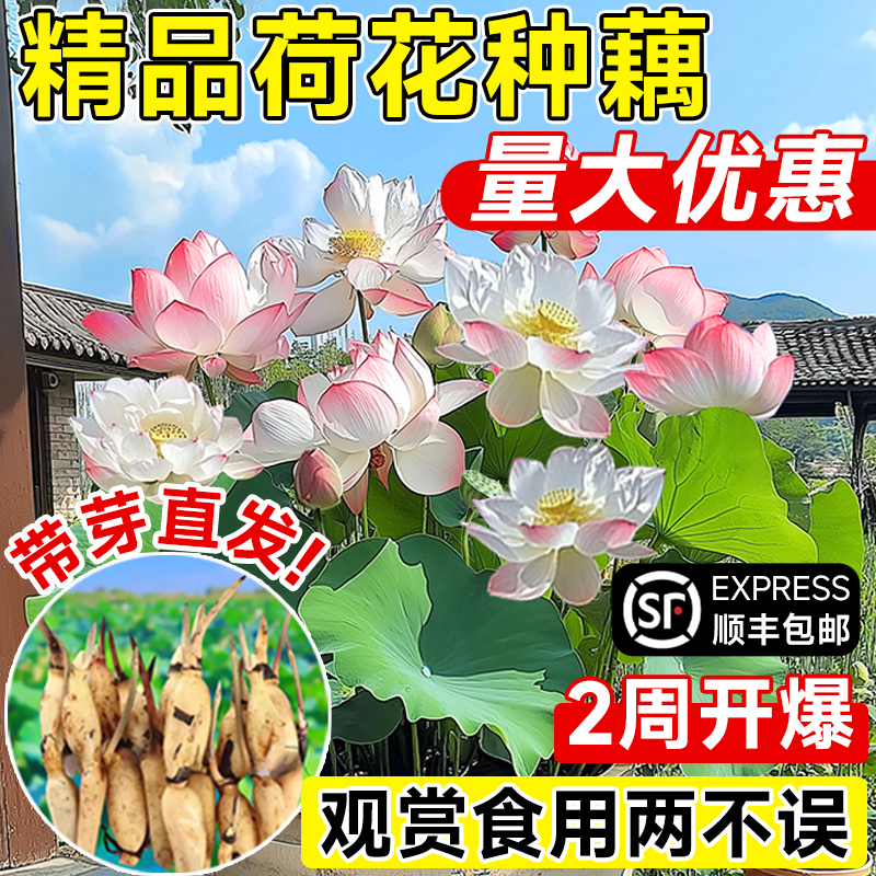 观赏荷花藕种藕苗根睡莲碗莲莲花苗种子好养池塘缸栽荷花盆栽水养