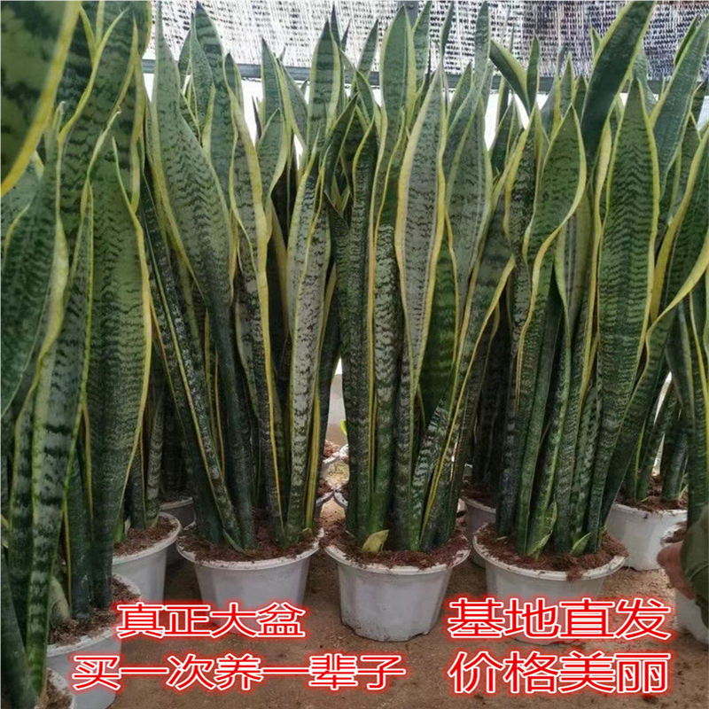 高脚金边虎皮兰盆栽大颗客厅落地绿植防辐射吸甲醛净化空气虎