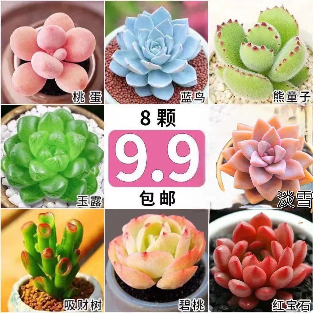 多肉植物群生绿植花卉盆栽室内易活好养招财进宝组合桃蛋玉露