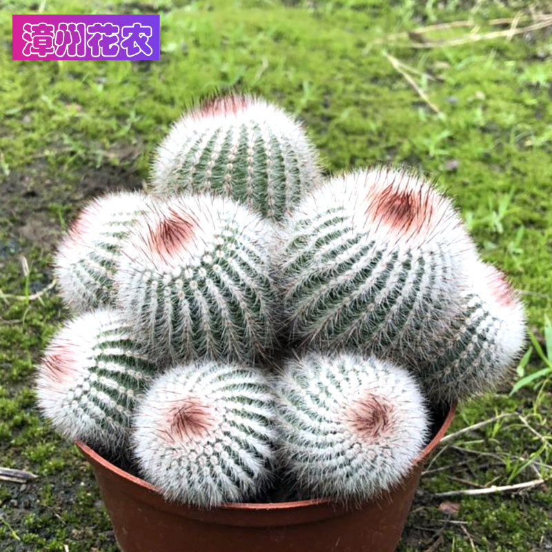 红芙蓉开花群生仙人球室内办公桌面防辐射吸甲醛多肉植物自产