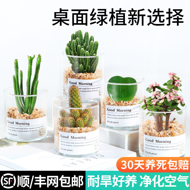 多肉植物套餐含带盆肉肉组合室内小盆栽精玉露大颗好养花卉