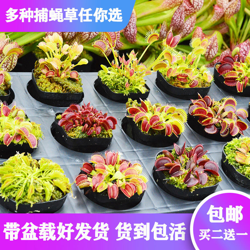 【基地直销】多种捕蝇草--捕虫草多肉趣味绿植盆栽食虫植物