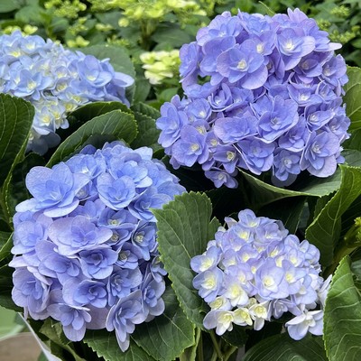 弗洛伦蒂娜绣球花盆栽花卉庭院阳台新手易养护