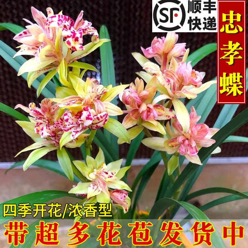 兰花苗盆栽四季兰忠孝蝶 多瓣蝶花新手好养夏带花苞浓香花卉