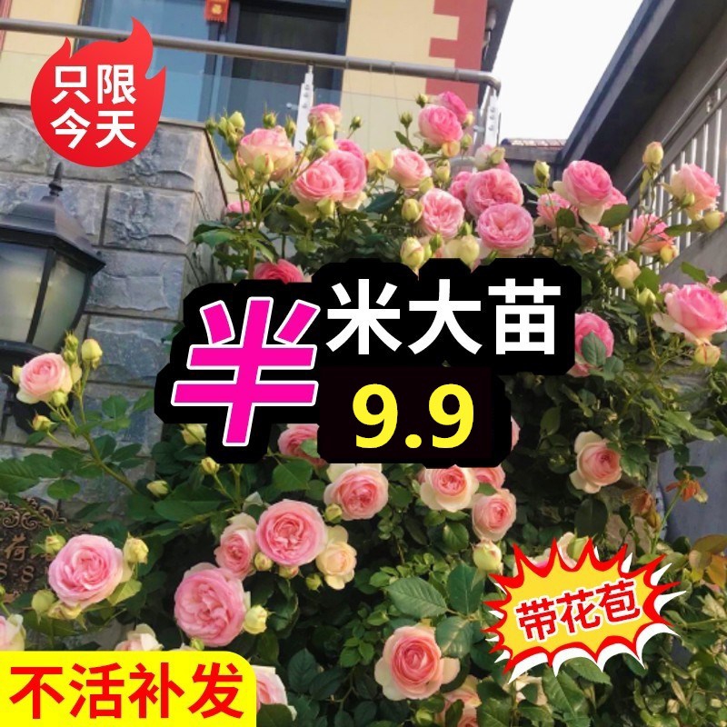 藤本月季蔷薇花苗大苗带花苞爬藤爬墙四季开阳台玫瑰庭院盆栽