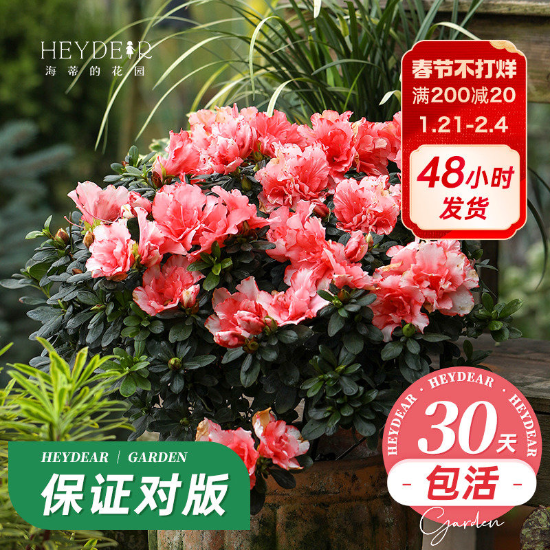 海蒂的花园旗舰店花灌木茶花树苗杜鹃小苗松红梅庭院花卉植物