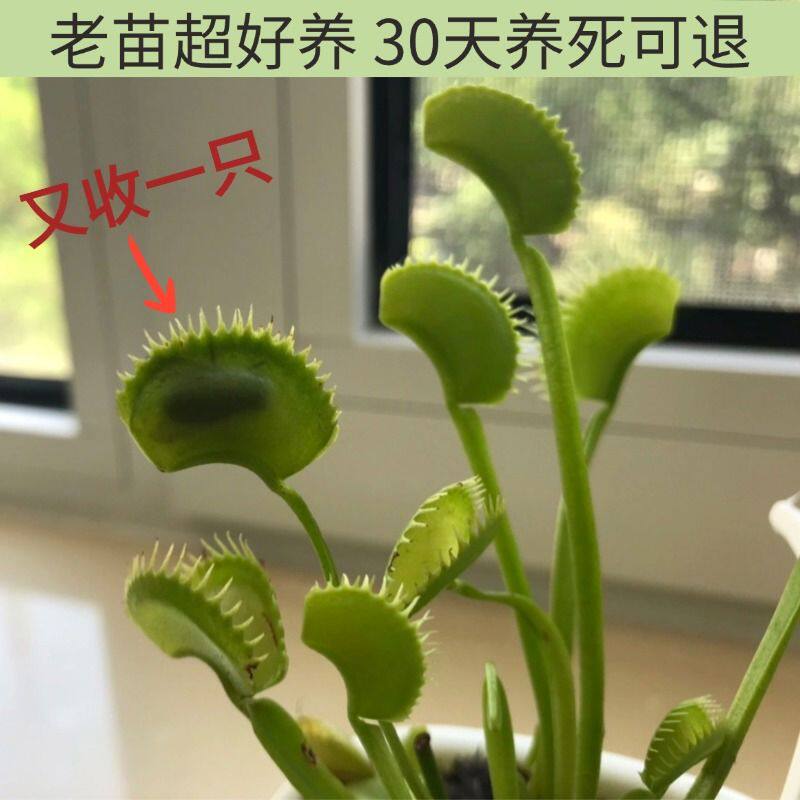 捕蝇草盆栽食人花扑蝇草食虫草超大猪笼草捕虫草大嘴室内食虫