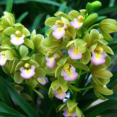 翁源兰花香水香兰大花蕙兰带花浓香型除甲醛好养室内绿植花卉