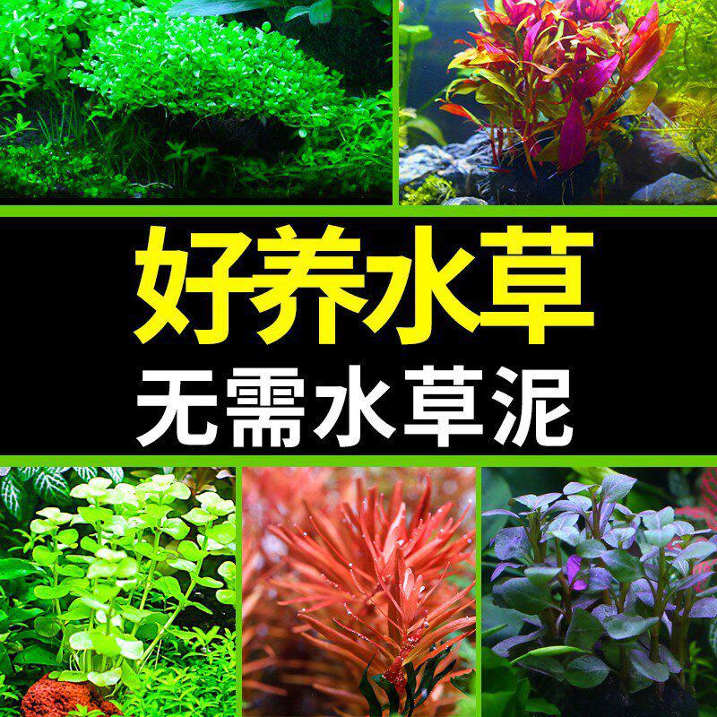 鱼缸水草植物造景套餐真鱼草活体懒人莫斯增氧阴性蜈蚣草沉木