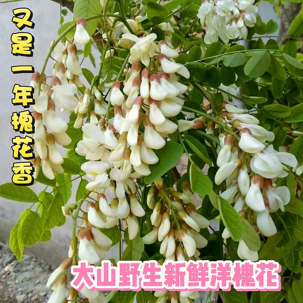 春季头茬2025洋槐花新鲜现摘深山野生槐花骨朵纯天然应季野菜