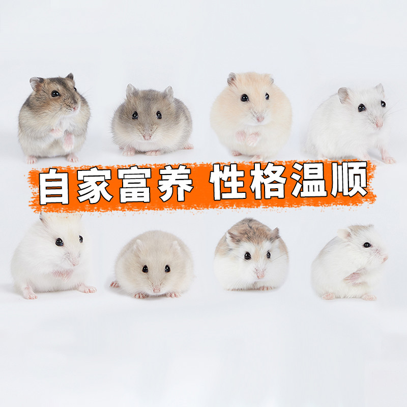 向小希小仓鼠活物送笼子三线紫仓布丁银狐老公公金丝熊活体宠物