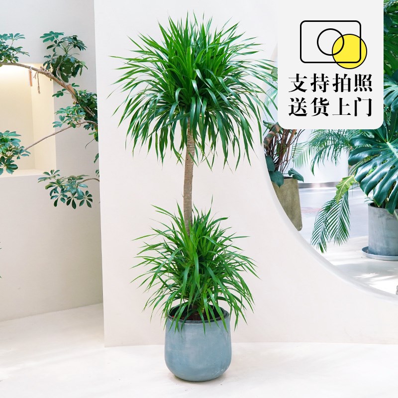 大型龙血树客厅绿植室内高级感龙须树树苗多头老桩W植物大盆栽盆