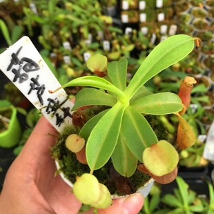 上市 食虫植物 新品 葫芦猪笼草 交种