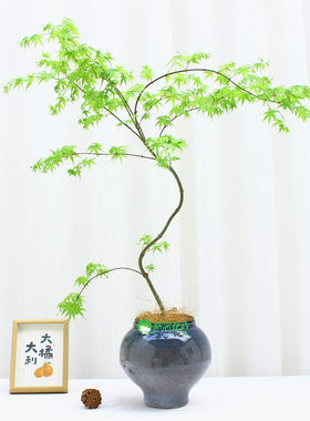 流泉枫盆栽盆景木植物室s内桌面办公室茶桌客厅家庭老桩名贵绿植