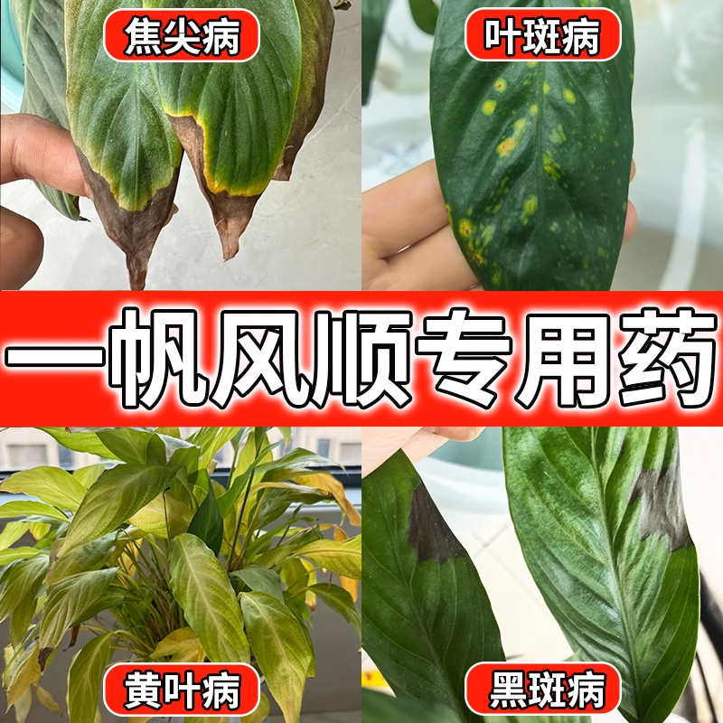 白掌黄叶焦尖烂根专用药营养液