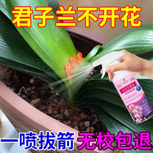 君子兰夹箭肥料促箭剂速效开花专用肥治不开花黄叶专用营养液通用