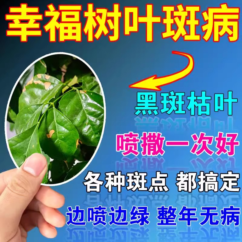 幸福树叶斑黄叶枯叶杀菌专用肥