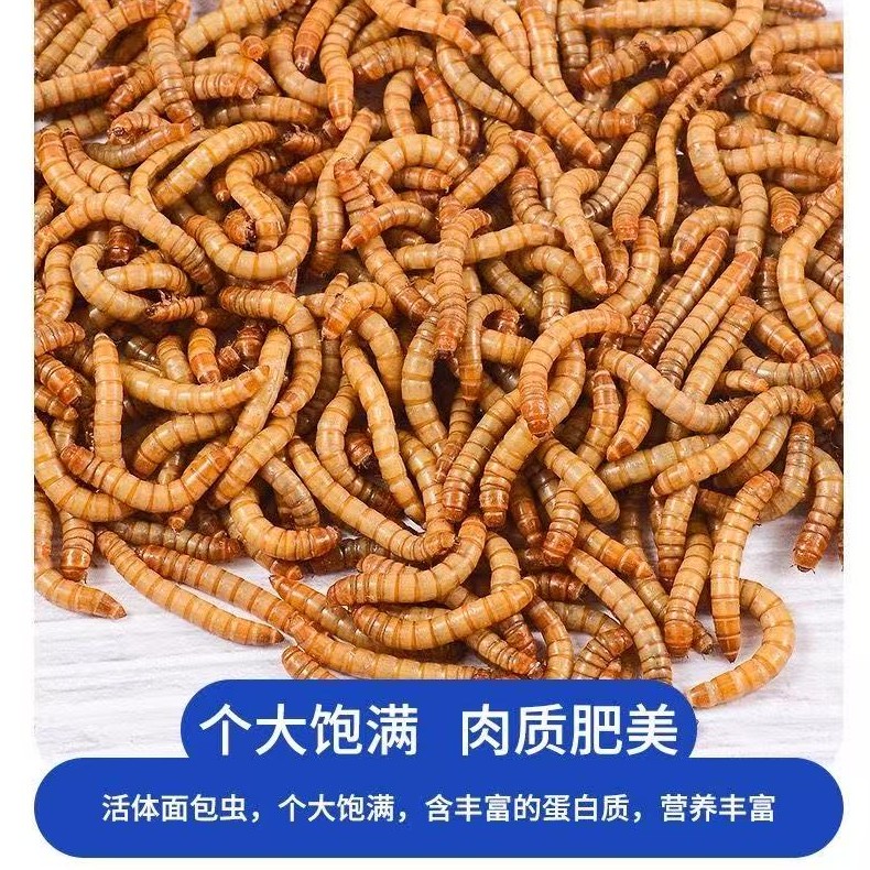 大号面包虫活虫黄粉虫活体宠物饲料鹦鹉鸟食龙鱼乌龟钓鱼蝎子蛙鸡