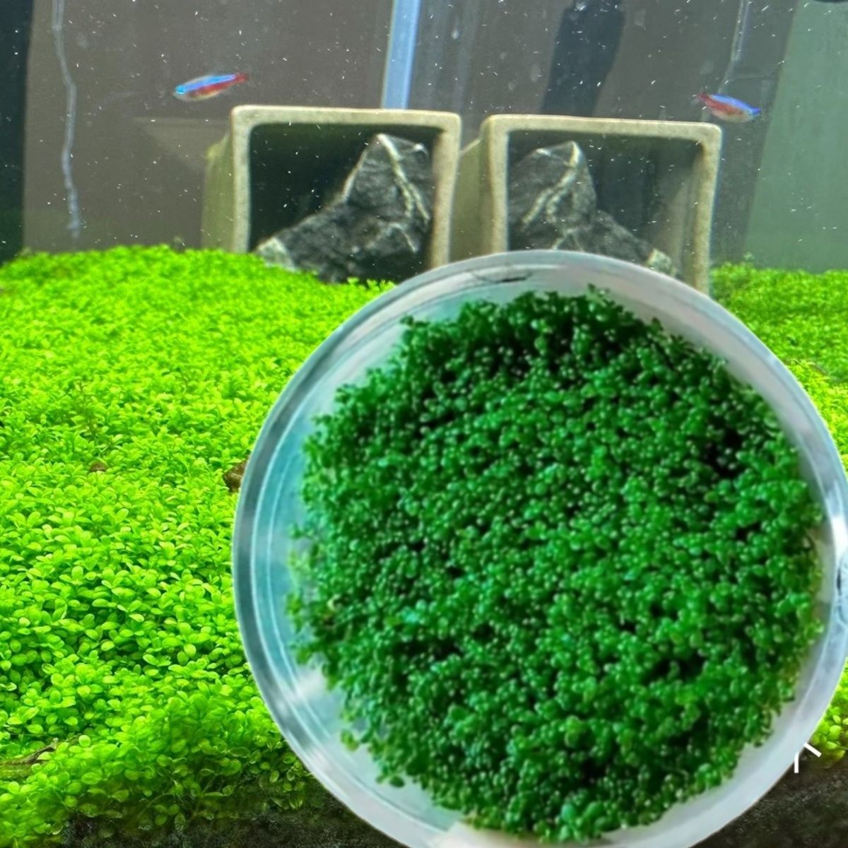 迷你矮珍珠真草成品前景矮水草无菌杯水草鱼缸造景水草