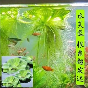 水芙蓉苗水培植物水浮莲鱼缸池塘装 饰造景养鱼净化水质增氧水草