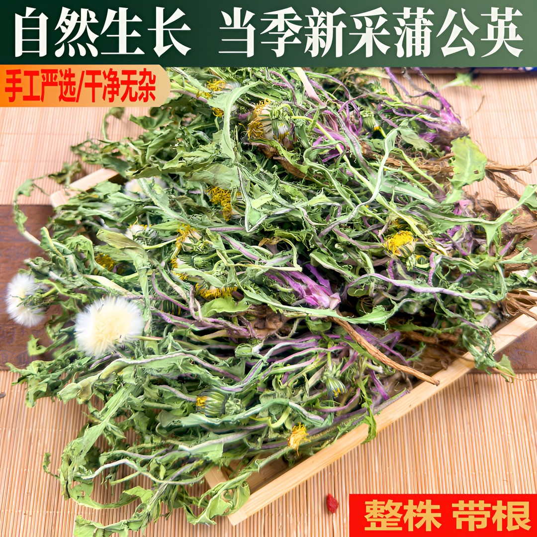 【中条山蒲公英】野生 蒲公英整株带根当季新货蒲公英茶婆婆丁花