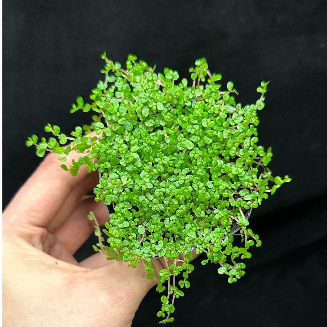 珍珠草吸水石上水石假山造景爬藤植物四季常青基地直供造景植物