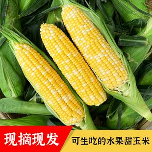【甜脆】云南金银水果甜玉米新鲜可生吃包谷苞谷3/5/9斤露天种植