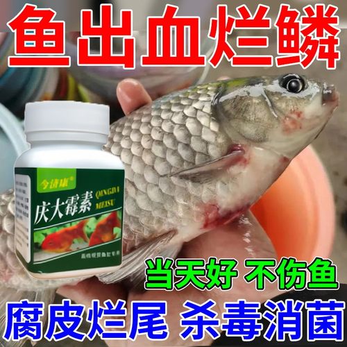 庆大霉素炸鳞立鳞烂鳃烂尾白毛白点观赏鱼淡水鱼龙鱼海水鱼可用