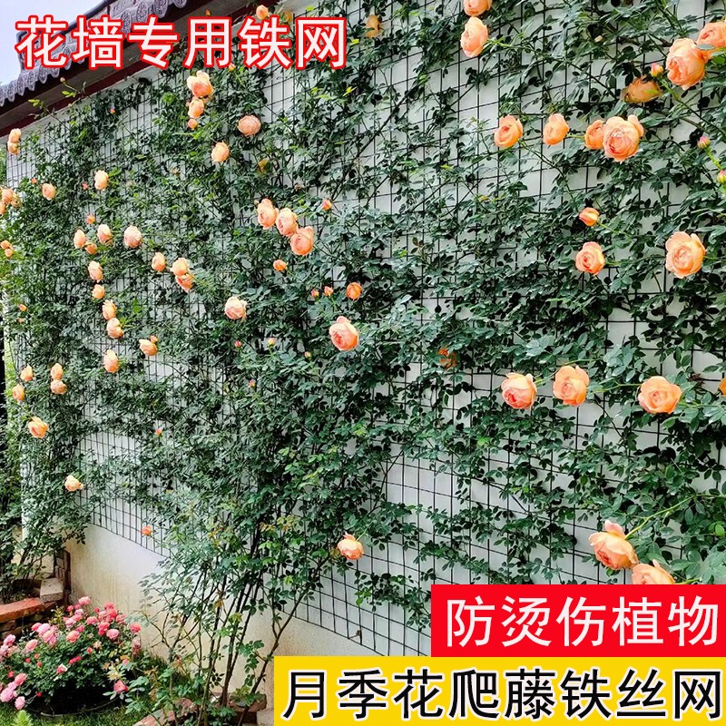 爬藤网铁丝网月季花架蔷薇爬藤固定网格植物攀爬钢丝网简易花墙