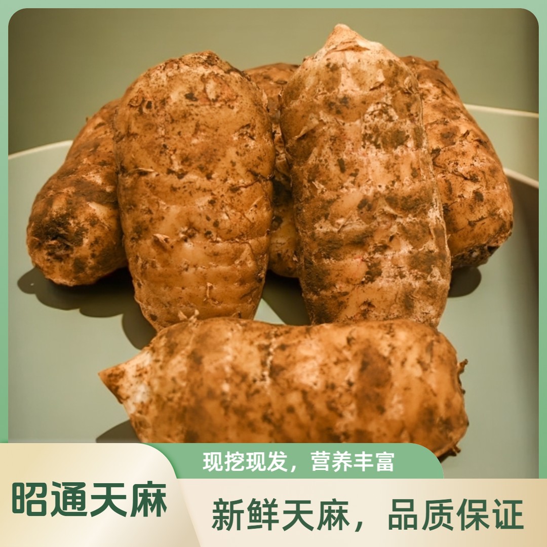 云南小草坝新鲜天麻林下仿野生种植现挖现发保质保鲜