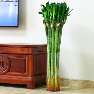 高大落地款文昌竹龙竹观音竹发财富贵竹水养客厅办公绿植水培花卉