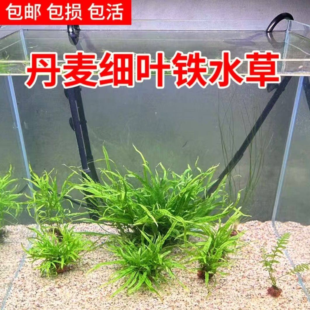 丹麦细叶铁皇冠水草鱼缸后景淡水造景植物阴性好养新手懒人增氧